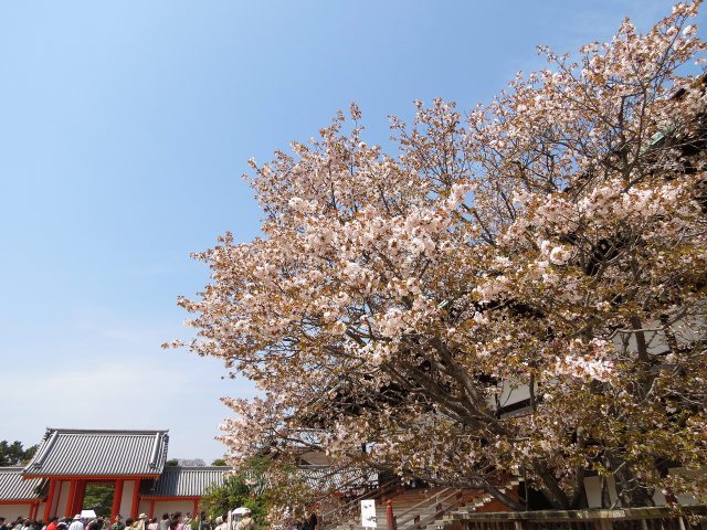 京都御所紫宸殿・左近の桜
