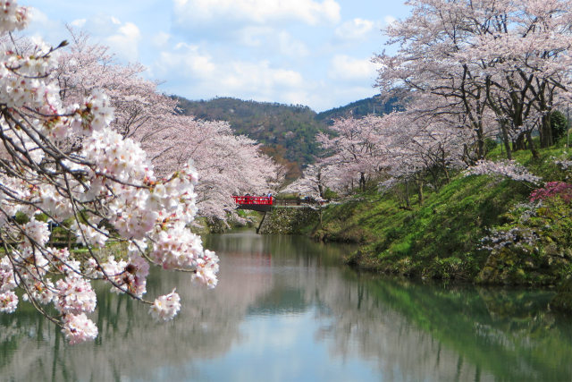 待ち遠しい桜の季節4