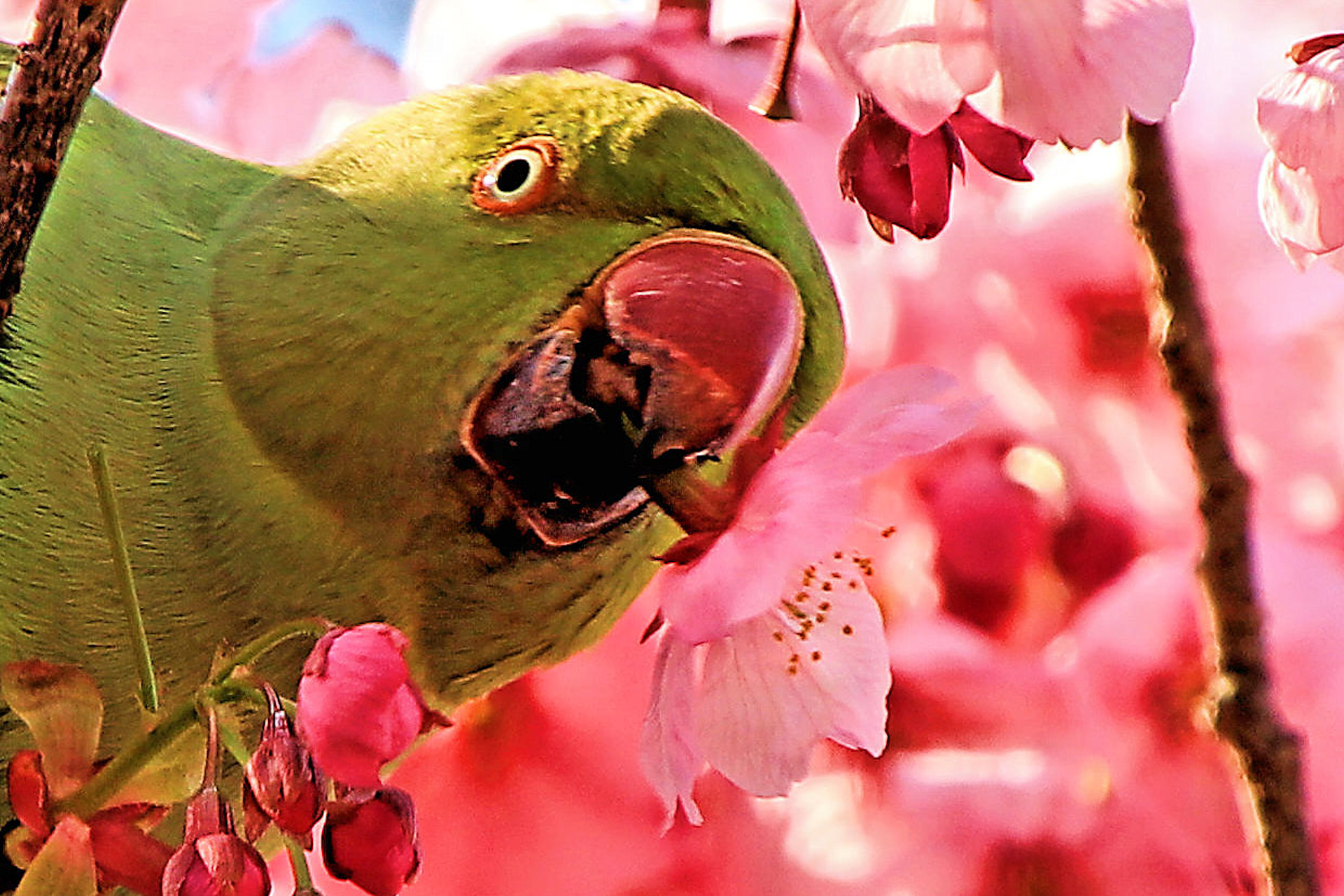 動物 鳥 ペンギン 桜の花をくわえたインコ 壁紙19x1280 壁紙館