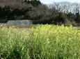 菜の花が咲く三国の丘#2