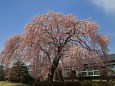 学校の桜(旧山本中学)