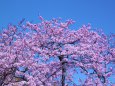 早咲きの桜満開