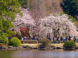 新宿御苑・水辺の桜