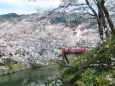 待ち遠しい桜の季節5
