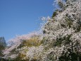嵯峨野大覚寺庭園の桜