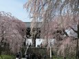 東郷寺の山門と枝垂れ桜