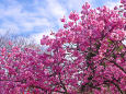 上野公園の陽光桜