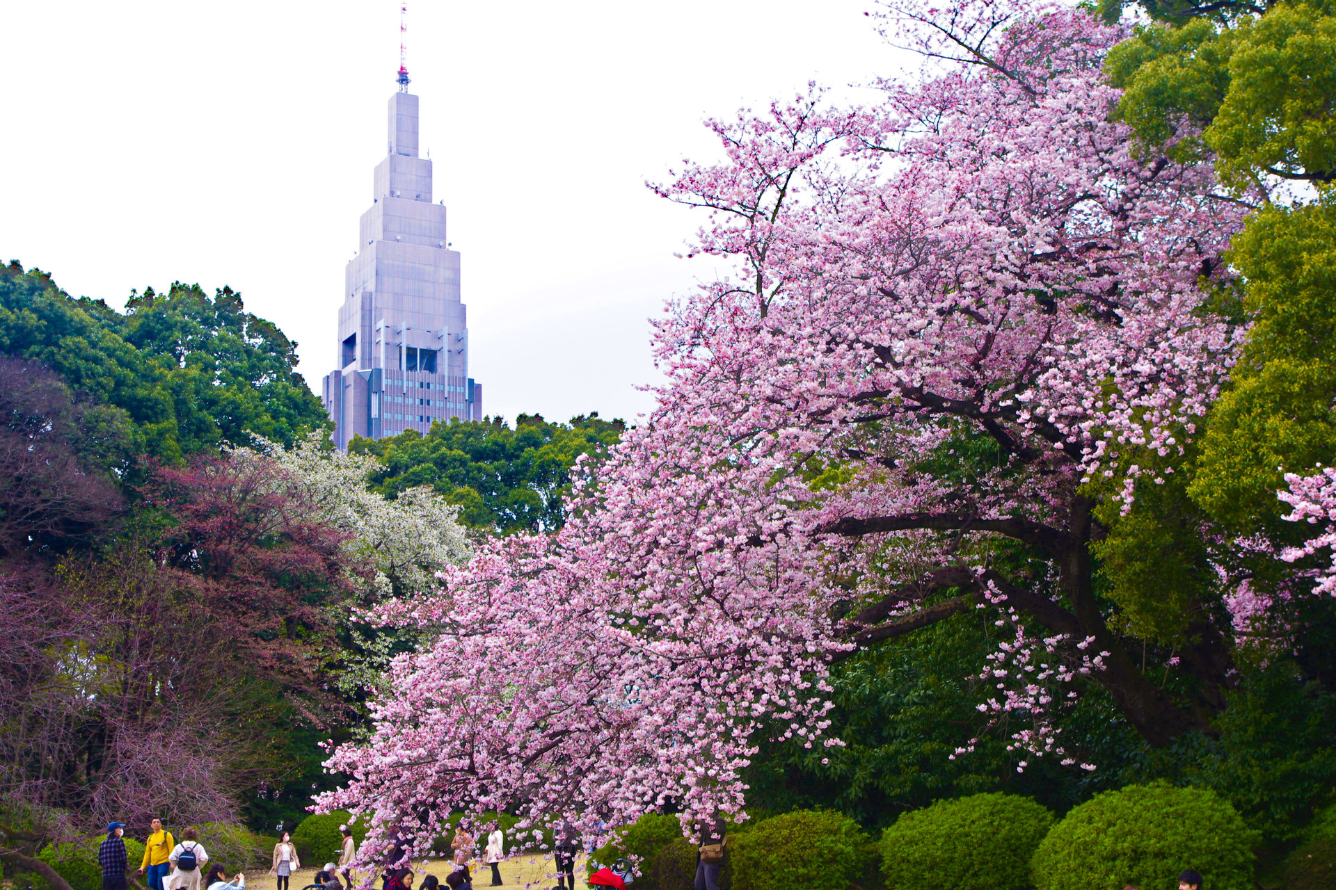 日本の風景 新宿御苑 ドコモタワーと桜 壁紙19x1280 壁紙館