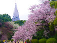新宿御苑・ドコモタワーと桜