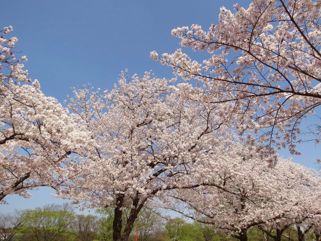 大阪万博記念公園の桜