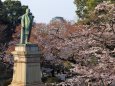 品川子爵像と桜