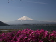 富士山・・春らしく