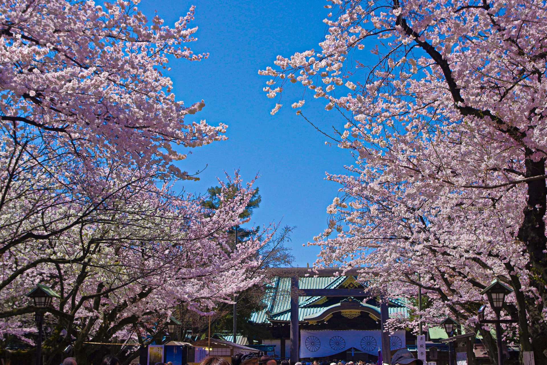 日本の風景 靖国神社の桜 壁紙1920x1280 壁紙館