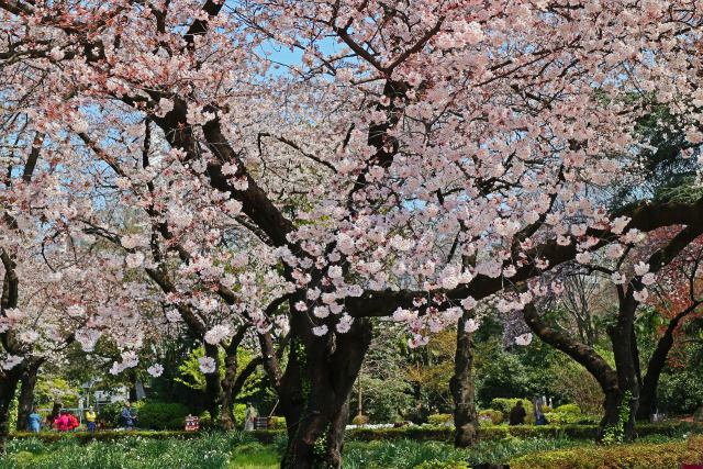 新宿御苑の桜