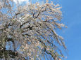 春陽に眩しい枝垂れ桜2