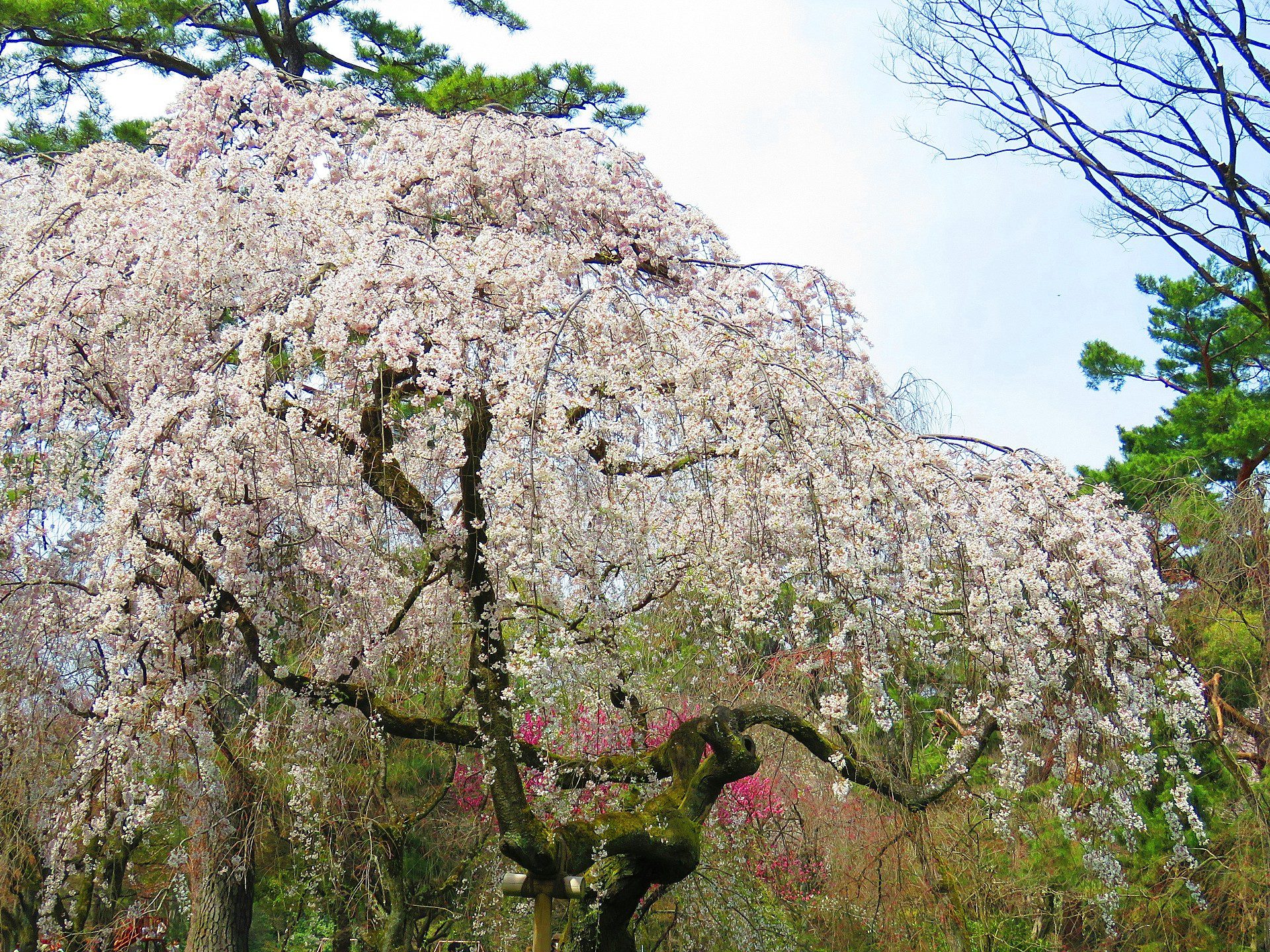 花 植物 京都御苑の白しだれ桜 壁紙19x1440 壁紙館