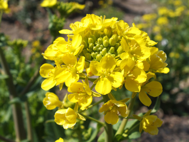 菜の花