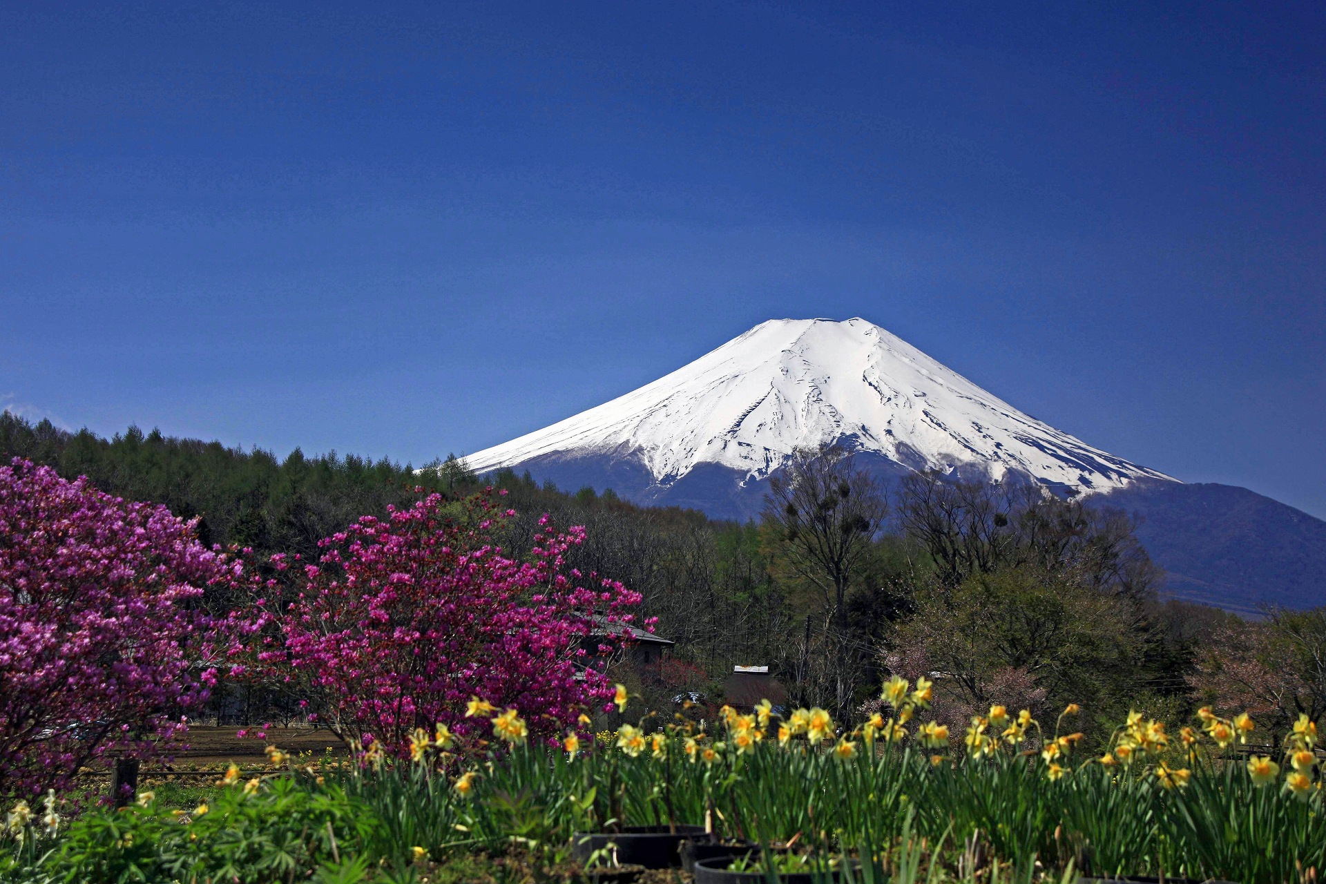 日本の風景 春の富士山 壁紙1920x1280 壁紙館