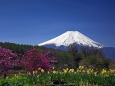 春の富士山