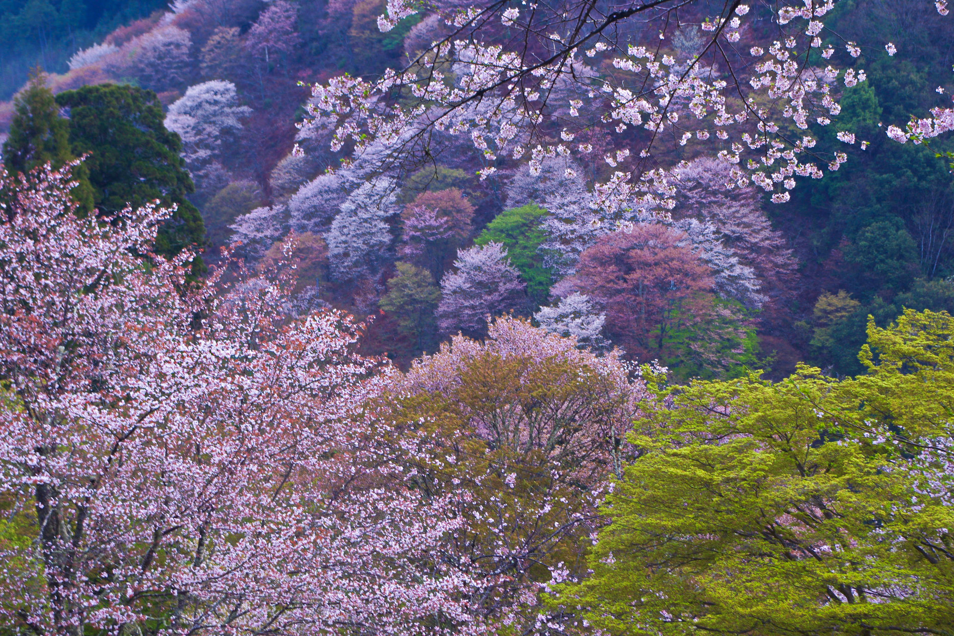 日本の風景 世界遺産 吉野山の春 壁紙1920x1280 壁紙館