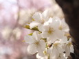 早めに咲く大島桜です
