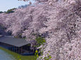 千鳥ヶ淵 満開の桜