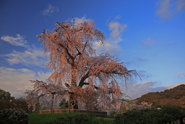 京都円山公園の枝垂桜