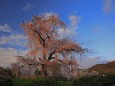 京都円山公園の枝垂桜