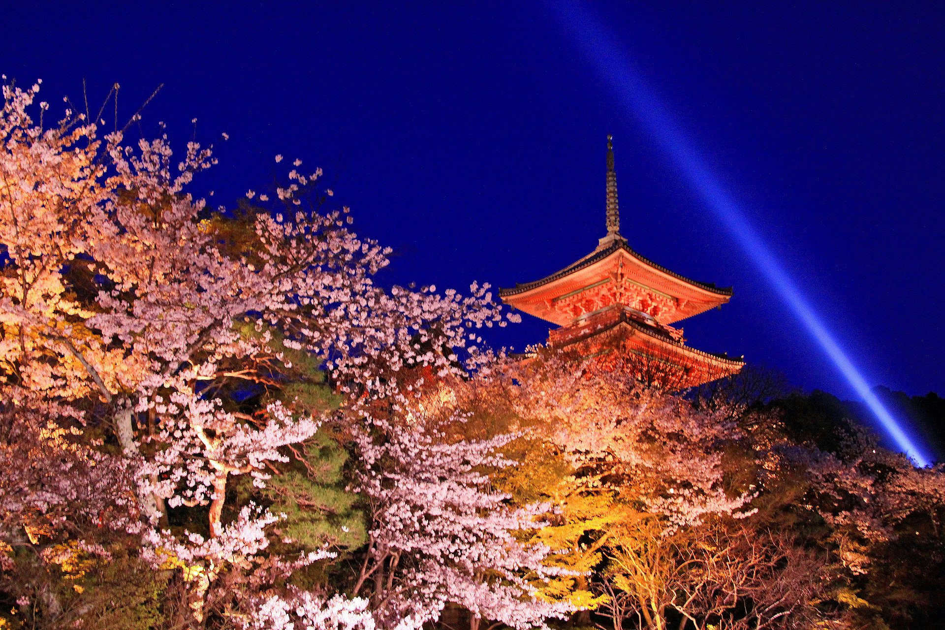 夜景 花火 イルミ 清水寺の夜桜 壁紙19x1280 壁紙館