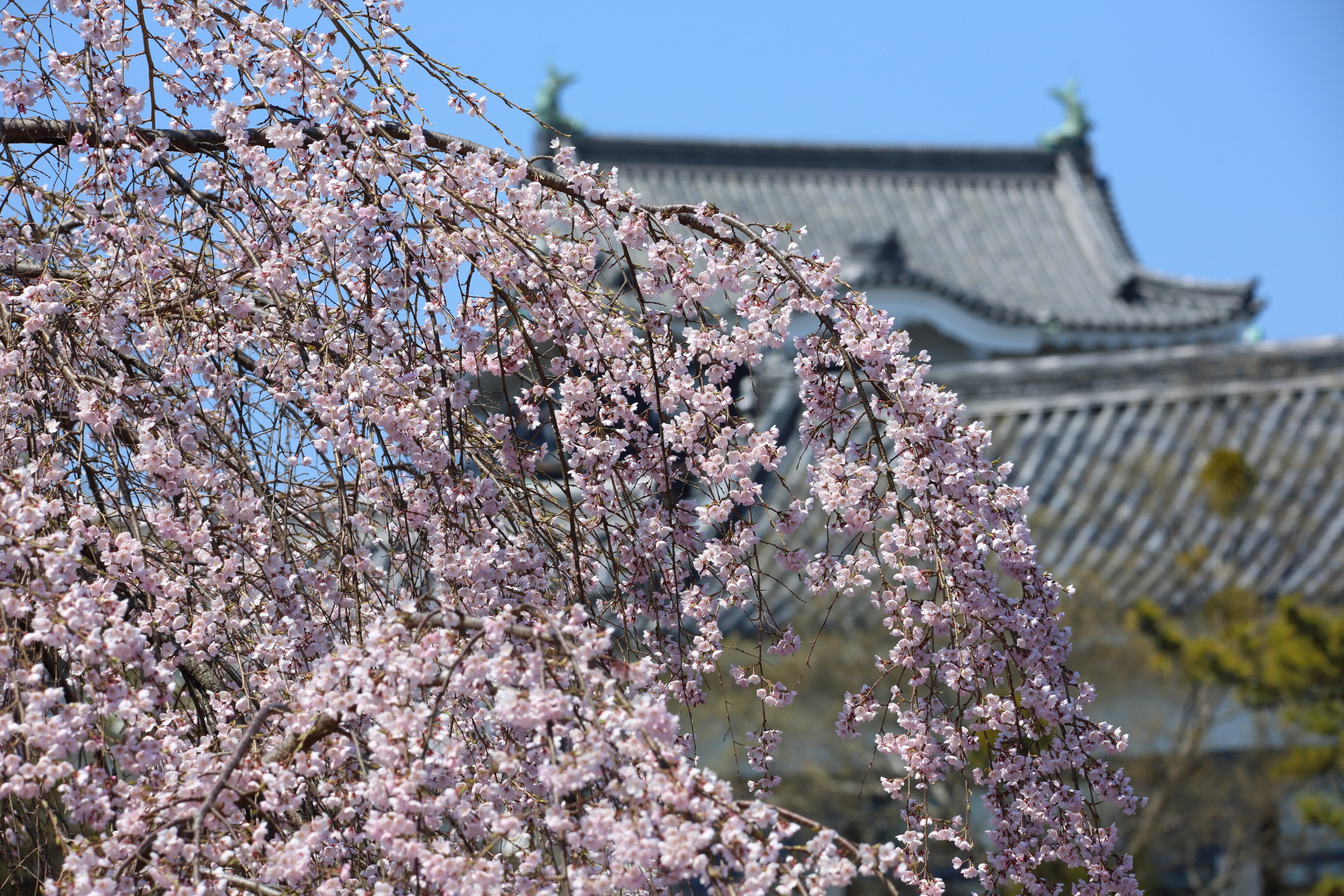 日本の風景 お城の桜 壁紙19x1280 壁紙館