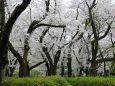 神代植物園の桜