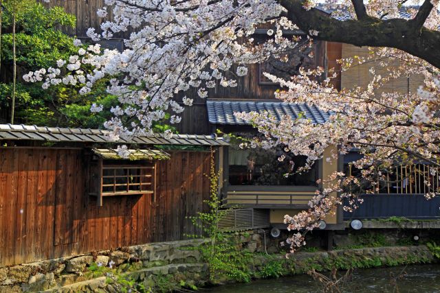 京都白川の桜