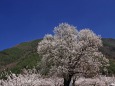 杏の木