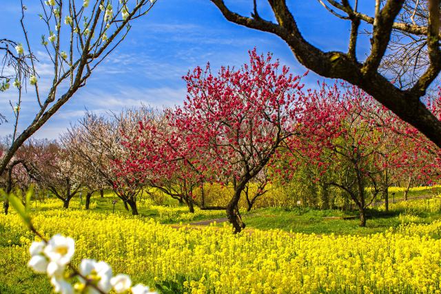 富山県中央植物園の菜の花と梅