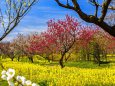 富山県中央植物園の菜の花と梅