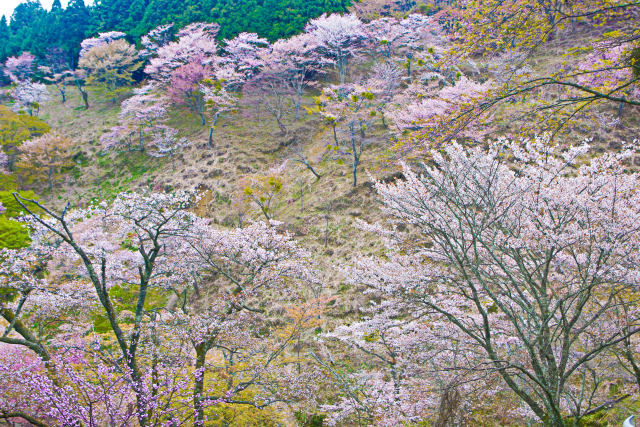 吉野山の春