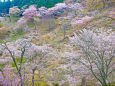 吉野山の春