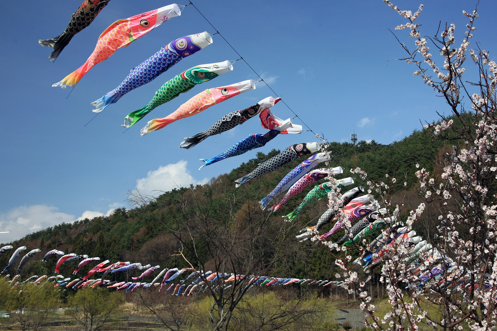 日本の風景 鯉のぼり 壁紙19x1280 壁紙館