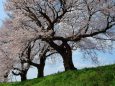 足羽川堤防の桜