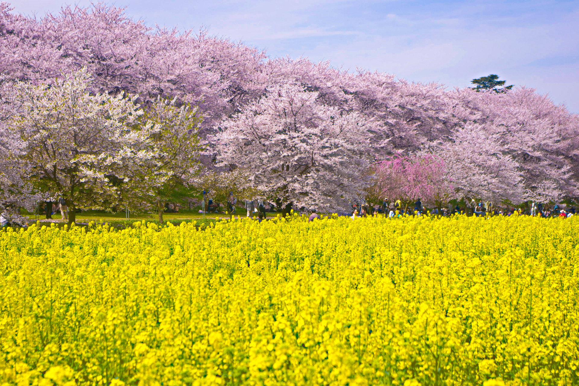 日本の風景 菜の花畑と桜並木 壁紙19x1280 壁紙館