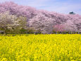 菜の花畑と桜並木