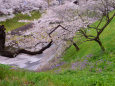 牛ヶ淵の桜・2