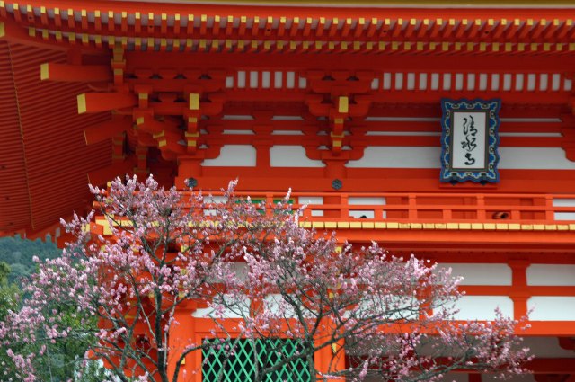 清水寺の桜