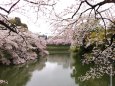 雨降る千鳥ヶ淵の桜