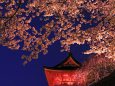 清水寺夜桜