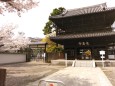 泉岳寺と桜