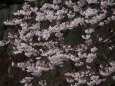 桜満開