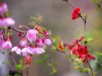 散歩道の花たち