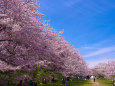 権現堂 満開の桜並木