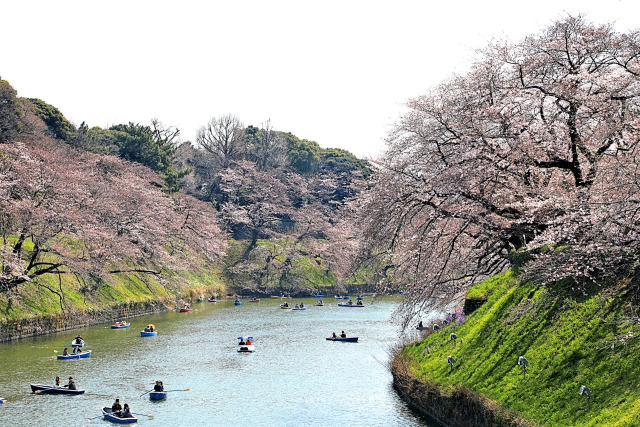 千鳥が淵のさくら
